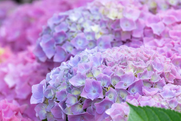 istock Beautiful pink and lilac hydrangea  in bloom 2166804737