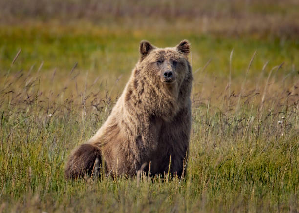 Bear Sitting in Lake Clark Meadow