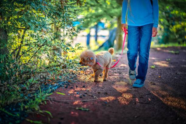 istock dog 509 Dog-walking 2166807224