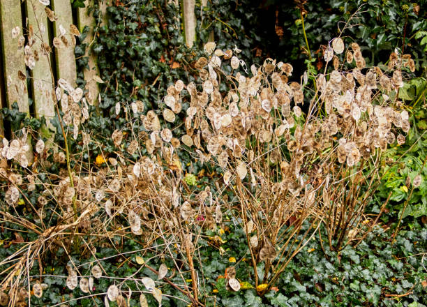 istock Nature photos in Autumn 2166807917