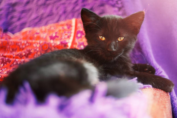 A black kitten lies on a purple blanket.