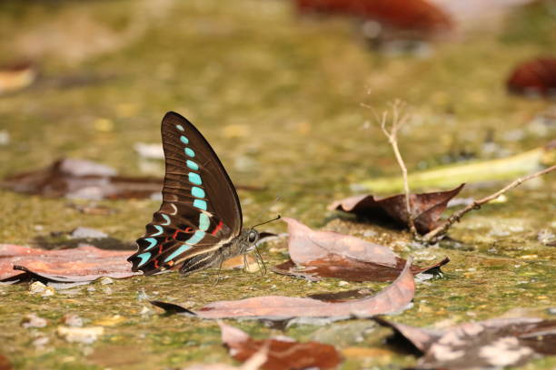 istock Graphium anthedon in Sulawesi,  Indonesia 2166810204