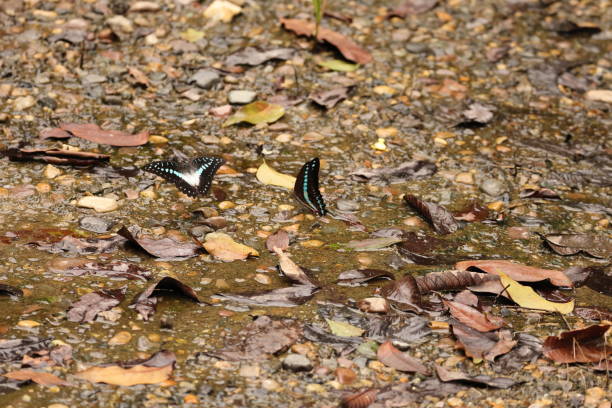 Meyer's Jay (Graphium meyeri) is a species of butterfly of the family Papilionidae, that is found in Sulawesi.