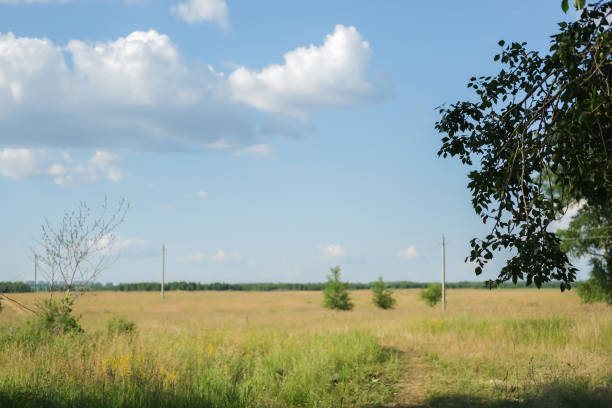 Sunny summer rural landscape with birch trees on a green field.