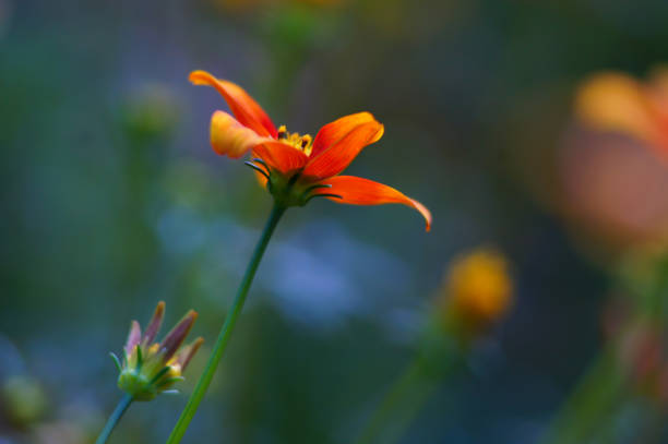 Nice flower of family Coreopsis.