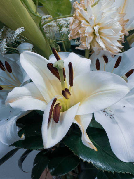 istock Elegant White Lily Blossoms in Full Bloom. Bouquet 2166811926