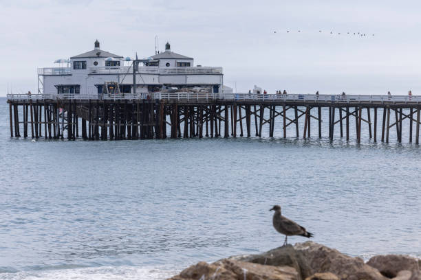 istock Malibu California Pier Beach Bird 2166812081