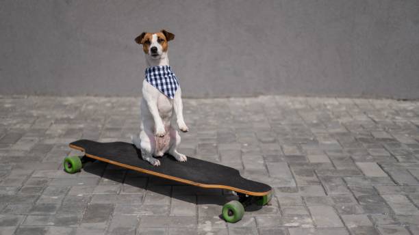 istock Jack Russell Terrier dog dressed in sunglasses and a plaid bandanna performs tricks on a longboard. 2166813300