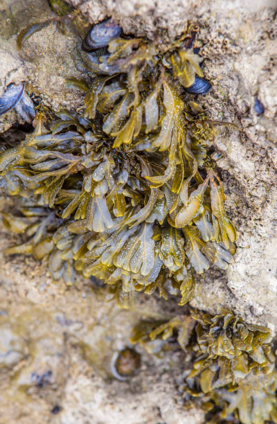 istock Bladderwrack seaweed or Fucus vesiculosus 2166813583