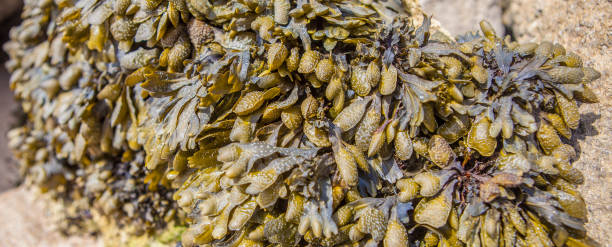istock Bladderwrack seaweed or Fucus vesiculosus 2166813585