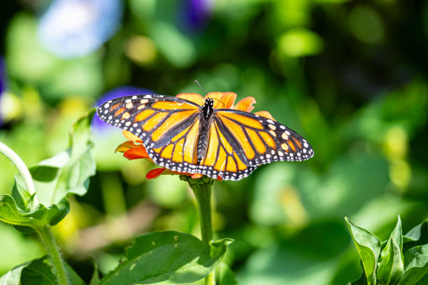 Monarch Butterfly Flowers Garden Green Bush