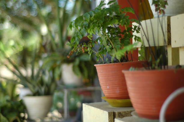 istock the flower pots are neatly arranged 2166817794