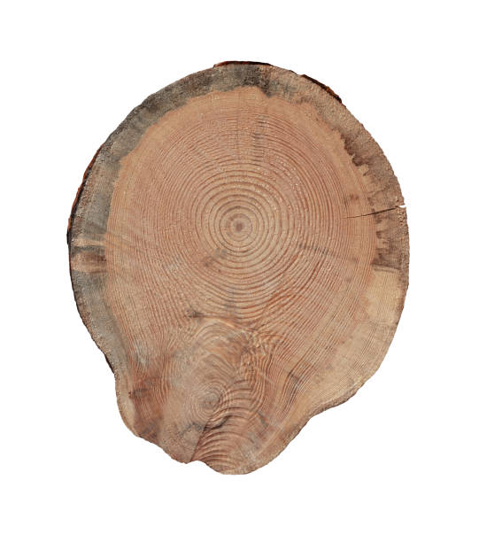 istock Slice Stump of Tree with Annual Rings. Isolated. File with Clipping Path. 2166818581