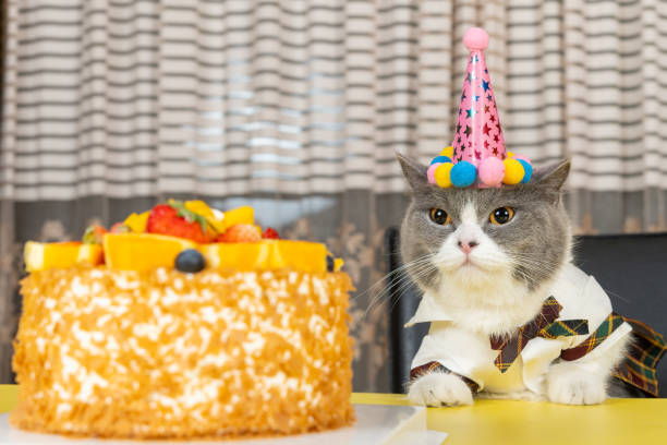 istock cute british shorthair cat celebrating her birthday horizontal composition 2166819613