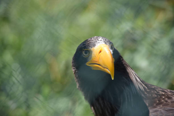 An immature, Bald Eagle looks sternly to the side.  The photo is a close-up of his head and shoulders.  He was injured and now is part of an educational program.