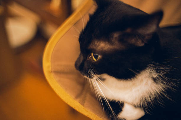A cat relaxing in a camp chair.