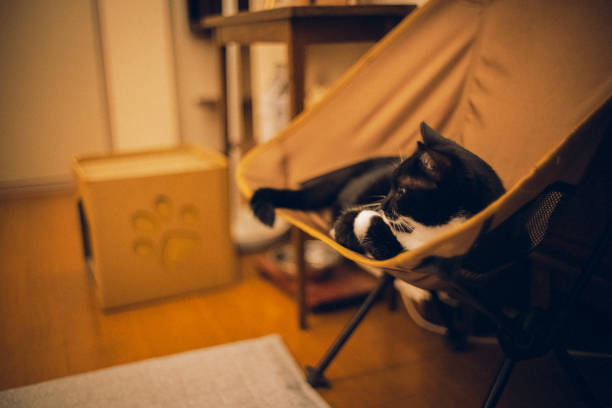 A cat relaxing in a camp chair.
