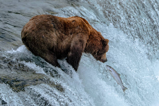 istock Bear in Katmai National Park 2166824187