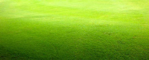 istock grass background Golf Courses green lawn 2166824546