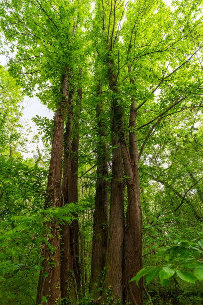 istock Towering Trees in Verdant Forest Canopy 2166824605