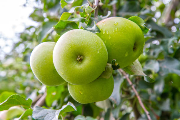 istock Large green apples on a branch in the garden. 2166829850