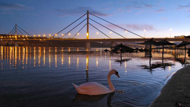 Budapest, Hungary, April 2025The iconic Margaret Bridge in Budapest, Hungary, stretches across the dark waters of the Danube River under a night sky. Golden yellow lights illuminate the suspension bridge's cables and towers, creating glowing reflections on the rippling river surface below. The scene captures an urban riverside setting with distant city lights along the banks, emphasizing the bridge's architectural elegance and historical significance. No people are visible, highlighting the structure's solitary grandeur. This image suits commercial uses in travel publications, tourism campaigns, cityscape illustrations for media, and articles on European landmarks or night-time architecture, providing a moody, atmospheric backdrop for stories about Budapest's heritage and urban nightlife.