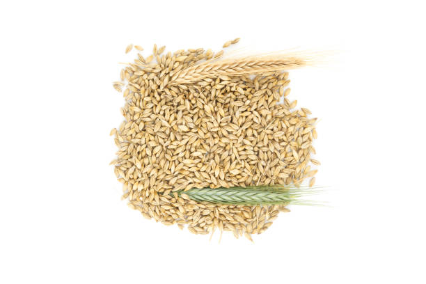 Barley seeds with the outer husk and barley ears isolated on white background, new grain harvest concept