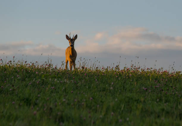 istock August 2024, Nature - Southern Sweden 2166832040