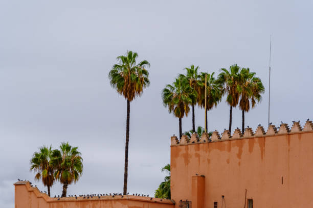 View of the walls of the Kutubiyya Mosque, with palm trees, in Marrakesh, Morocco