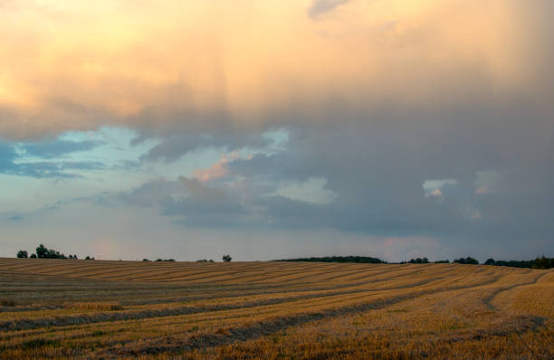A stunning wheat field, Triticum aestivum, illuminated by golden sunlight flows seamlessly into a horizon under a dramatic gradient sky. The scene exudes tranquility, natural beauty, and agricultural significance, evoking rural serenity and Earth's fruitful bounty.