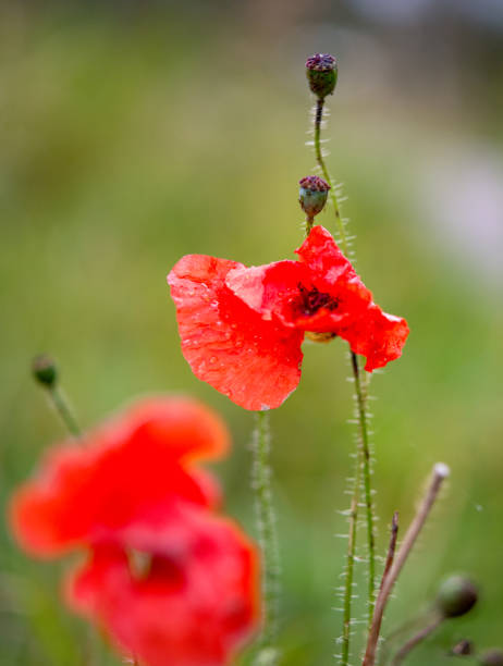 istock August 2024, Nature - Southern Sweden 2166832198