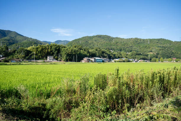 istock Non urban scene in summer 2166835336