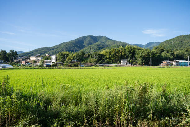 istock Non urban scene in summer 2166835342