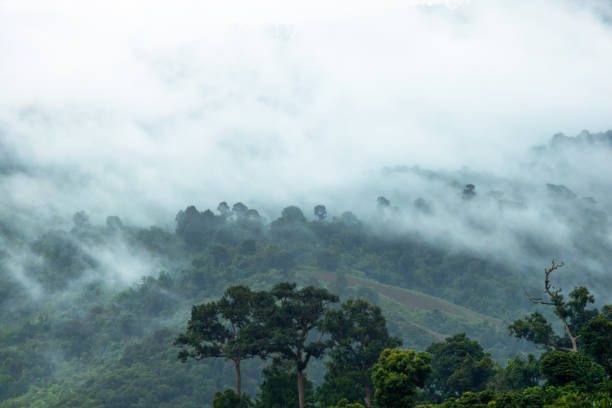 istock Lush green mountain landscape with trees and mist after rain. 2166836585