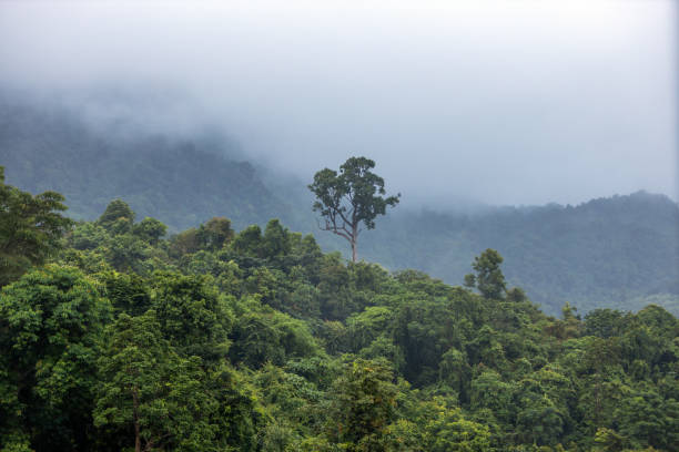 istock Lush green mountain landscape with trees and mist after rain. 2166836588