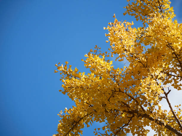 istock Beautiful yellow apricot trees blooming under the blue sky1 2166838394