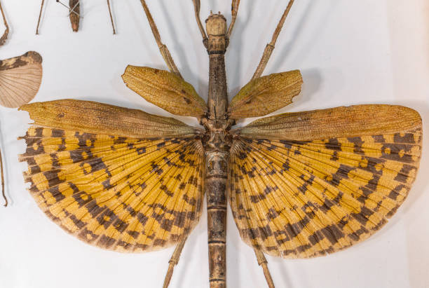 Collection of Flying Insect Specimens