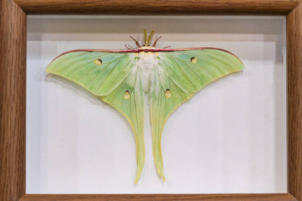 Collection of butterflies or moths