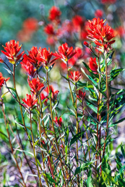 istock Flowering Indian paintbrush flowers on a meadow 2166838716