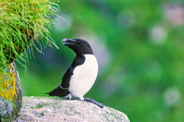 Razorbill bird on a cliff with open beak
