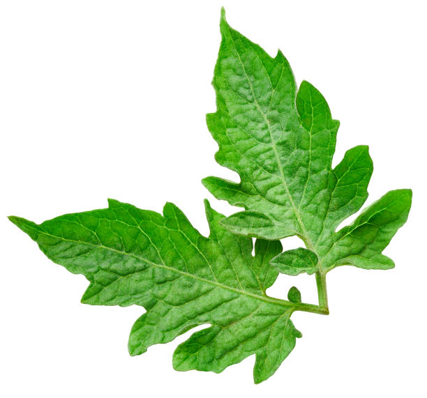istock Organic tomato leaf macro studio photo 2166839618