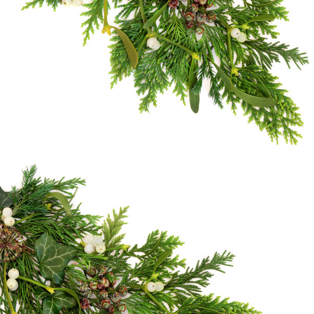 istock Winter Mistletoe and Fir Christmas Background 2166839836