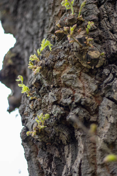 close up of the dark bark of a tree