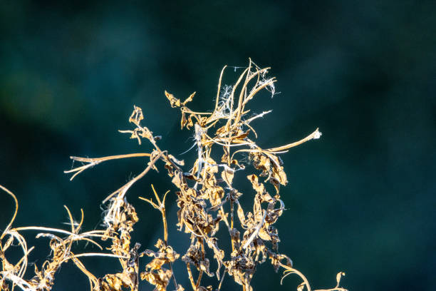 dried wild plants isolated in winter sunlight and shadow
