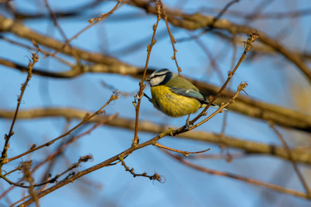 istock Eurasian blue tit (Cyanistes caeruleus)  in a bare branch tree in winter with light and shadow 2166841357