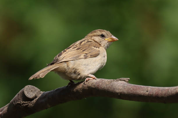 istock House Sparrow - Moineau domestique (Passer domesticus). 2166842180