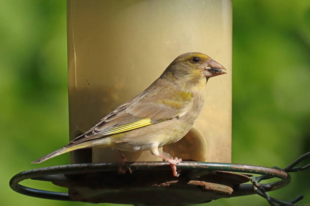 istock European Greenfinch - Verdier d'Europe (Chloris chloris). 2166842188