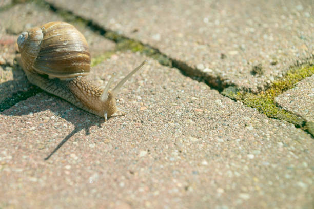 A snail crawls on the ground. a shelled gastropod. Animals in nature.