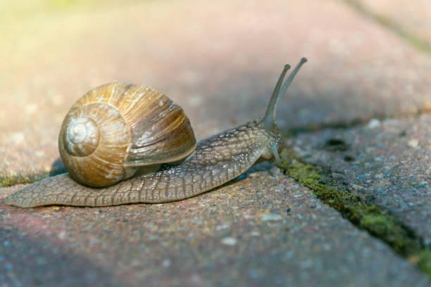 istock A snail crawls on the ground. a shelled gastropod. 2166842908