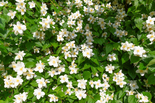 istock Fragrant white flowers of Philadelphus inodorus. Spring bloom. 2166843101